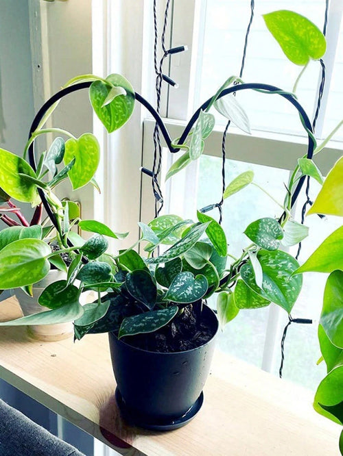 1pc Metal Garden Plant Trellis, Decorative Potted Plant Support Pole, Black Coated, Iron Climbing Plant Stand, Suitable For Flowers And Vegetables
